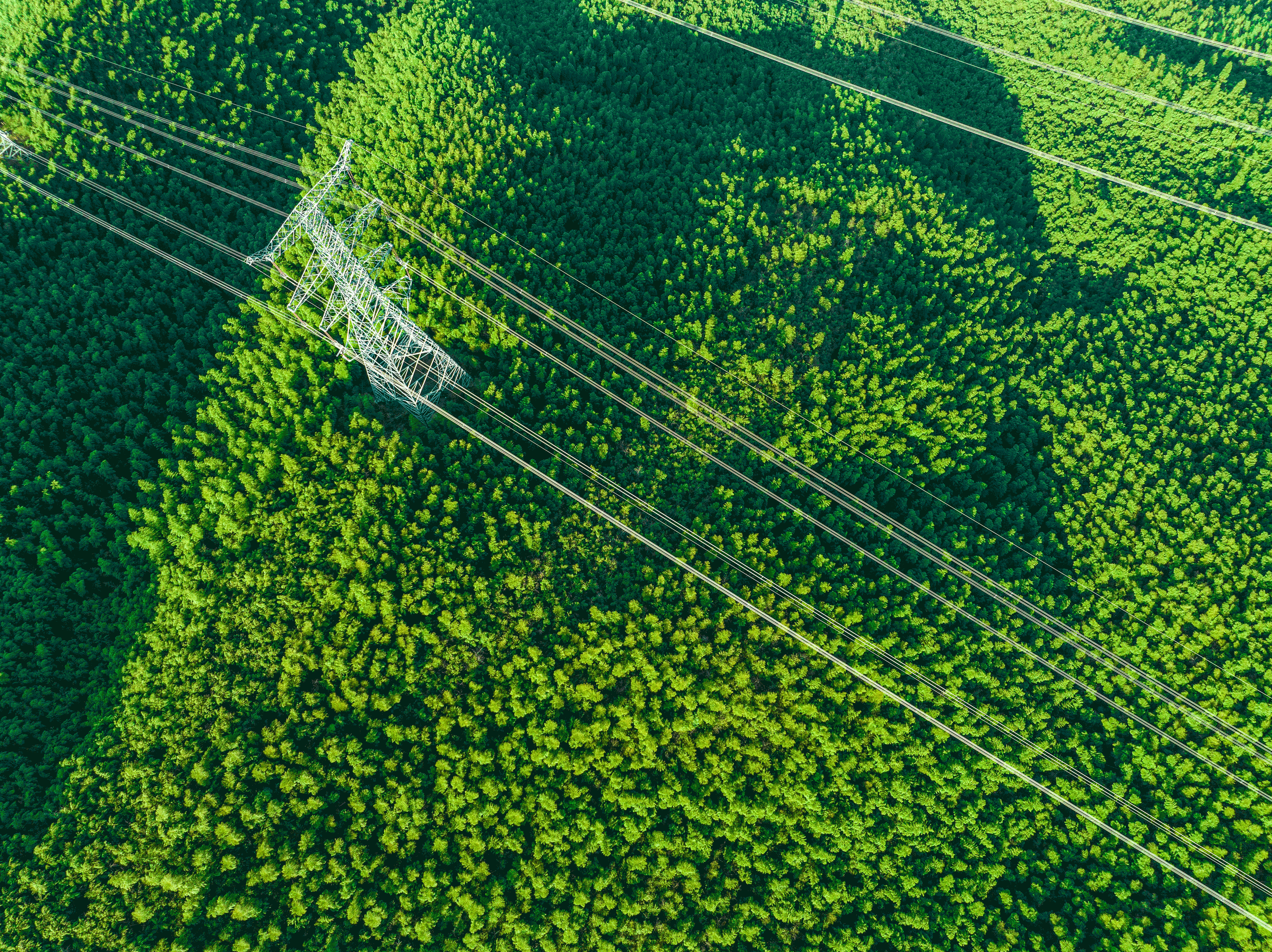 Power Lines Over Green Wood